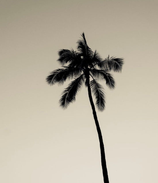 Black and White Photo of a Palm Tree.